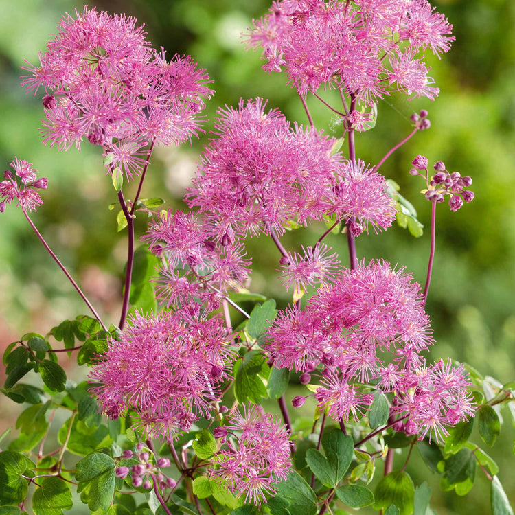 Thalictrum 'Little Pinkie'