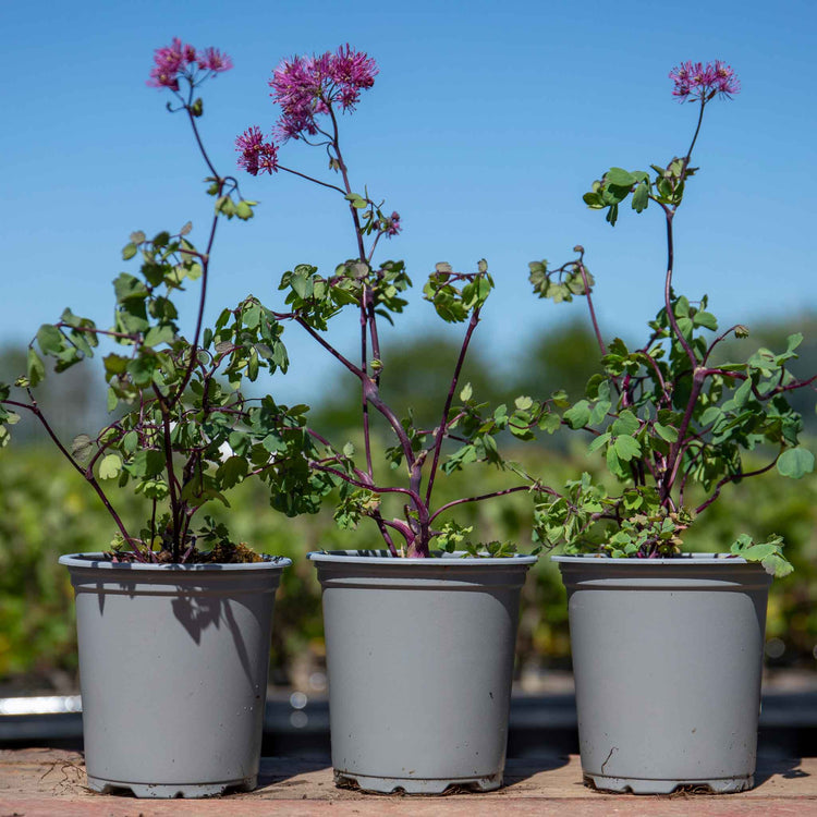 Thalictrum 'Little Pinkie'