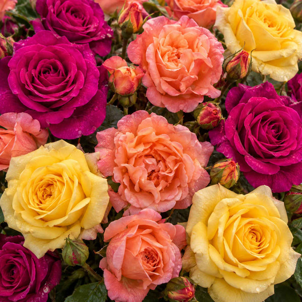 The Best Fragrance Rose Collection