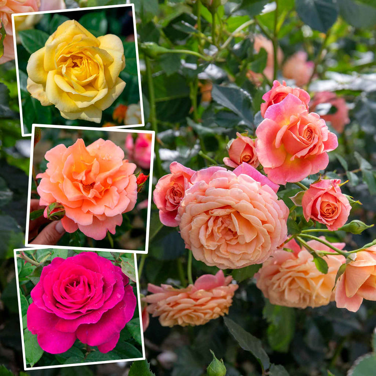 The Best Fragrance Rose Collection