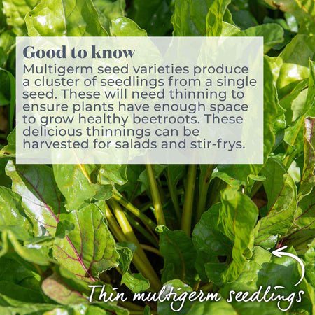 Beetroot Seeds 'Golden Globe'