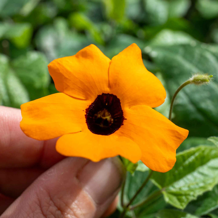 Thunbergia 'Orange'