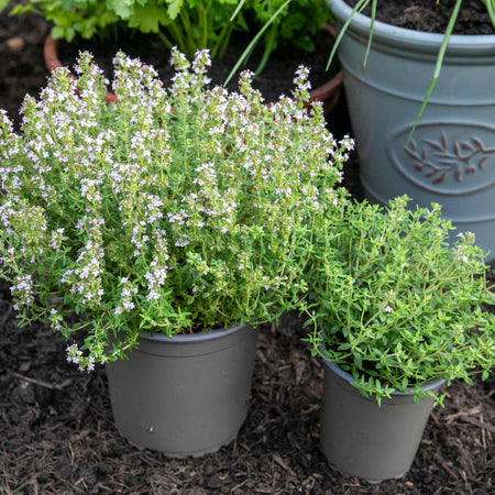 Thyme Plant 'Common'