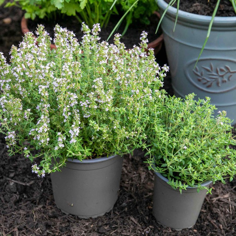 thyme plant pot size Thyme Plant 'Common'