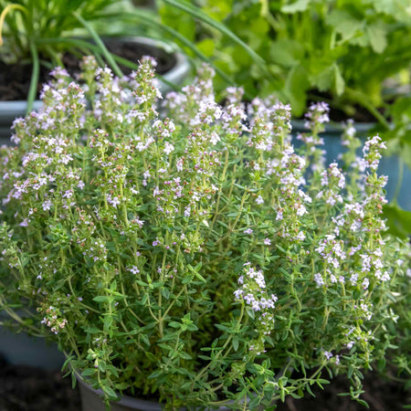 Thyme Plant 'Common'