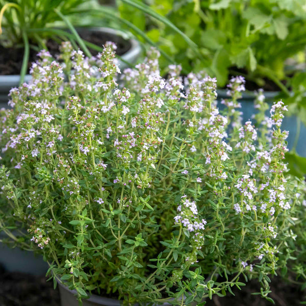 Thyme Seeds