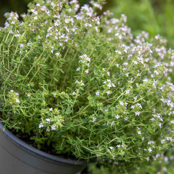 Thyme Plant 'Common'