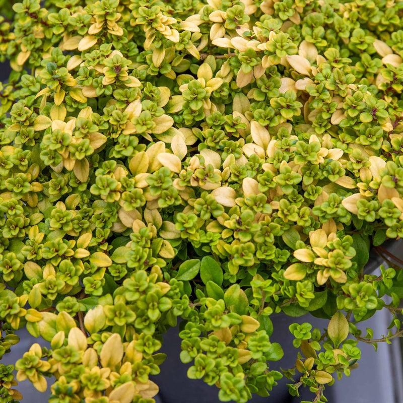 Thyme 'Archers Gold'