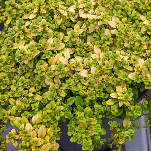 Thyme 'Archers Gold'