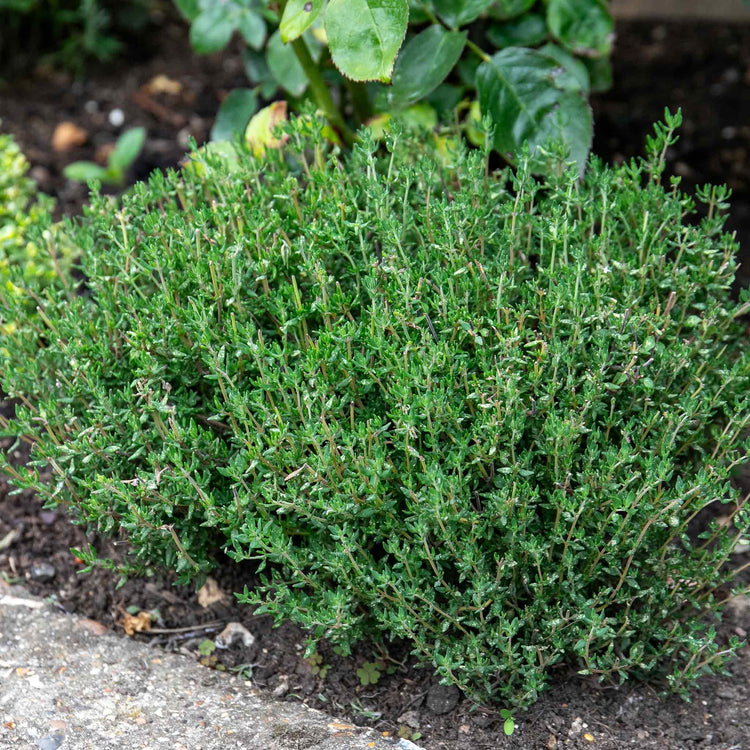 Thyme Seeds