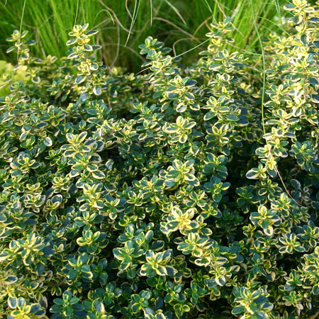 Thyme Plant 'Lemon'