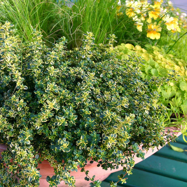 Thyme Plant 'Lemon'