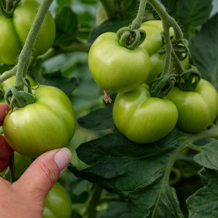 Cordon Tomato Plant 'Alicante'