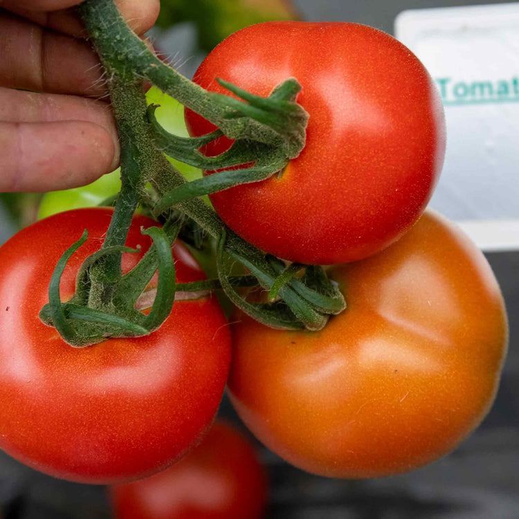 Cordon Tomato Plant 'Alicante'