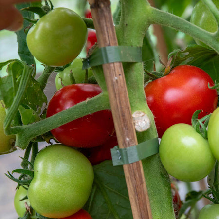 Cordon Tomato Plant 'Alicante'