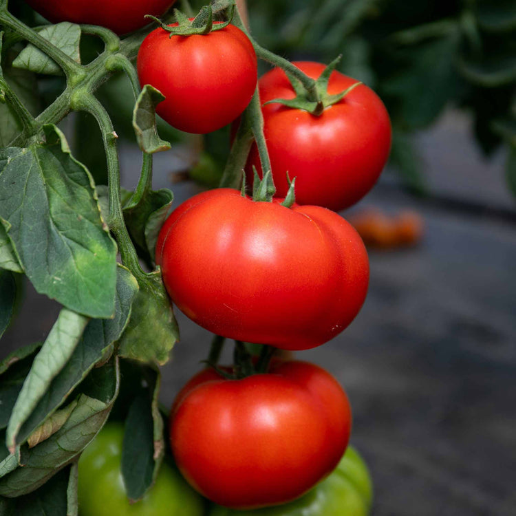 Cordon Tomato Plant 'Big Daddy'