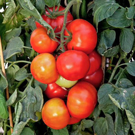 Bush Tomato Plant 'Big League Beefsteak'