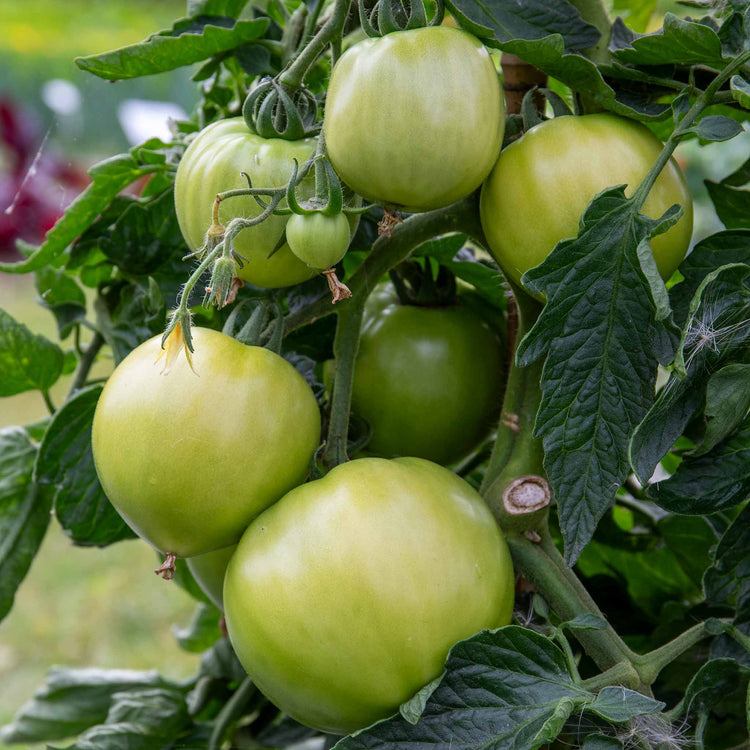 Bush Tomato Plant 'Big League Beefsteak'