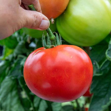 Bush Tomato Plant 'Big League Beefsteak'