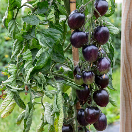 Tomato Seeds 'Black Moon'