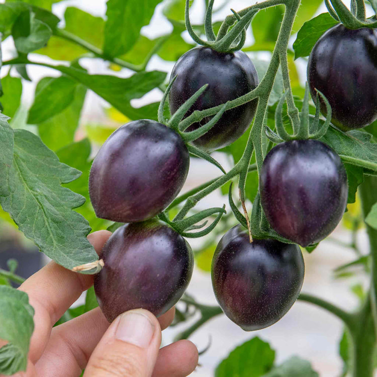 Cordon Tomato Plant 'Black Moon'