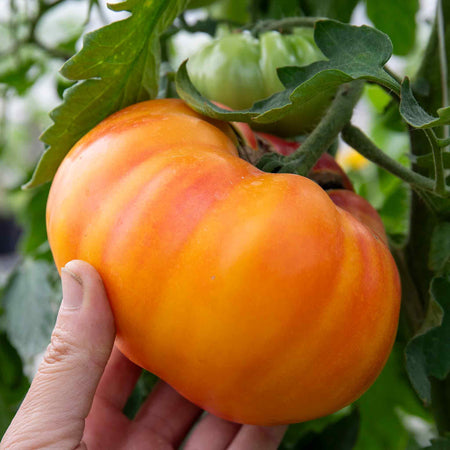 Cordon Tomato Plant 'Buffalosun'