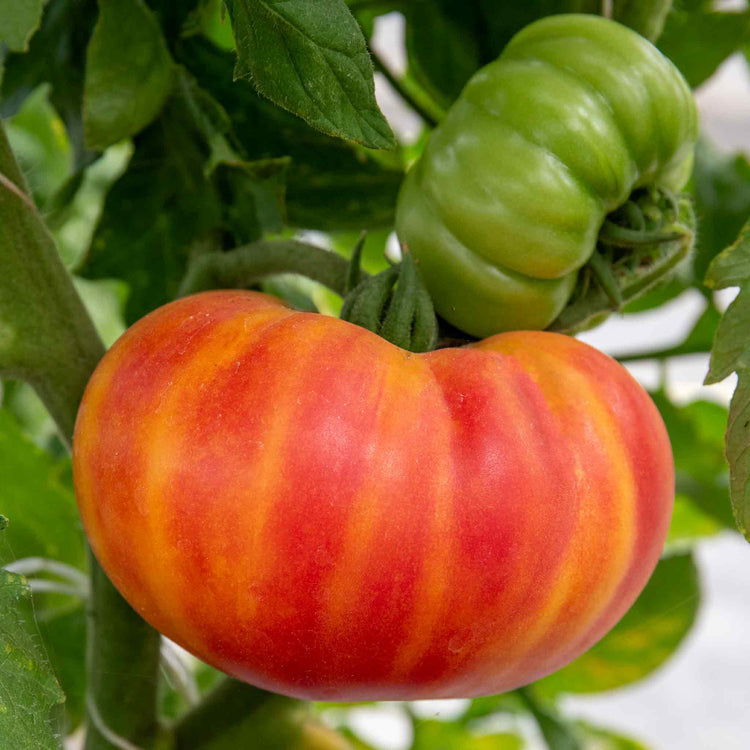 Cordon Tomato Plant 'Buffalosun'