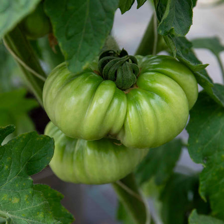 Cordon Tomato Plant 'Buffalosun'