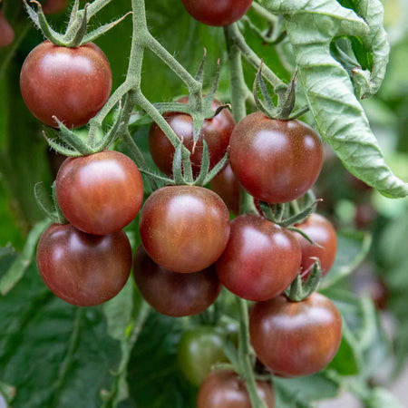 Tomato Plant 'Outdoor Collection'