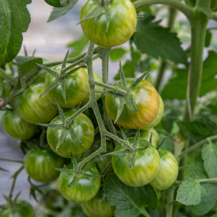 Cordon Tomato Plant 'Chocolate Cherry'