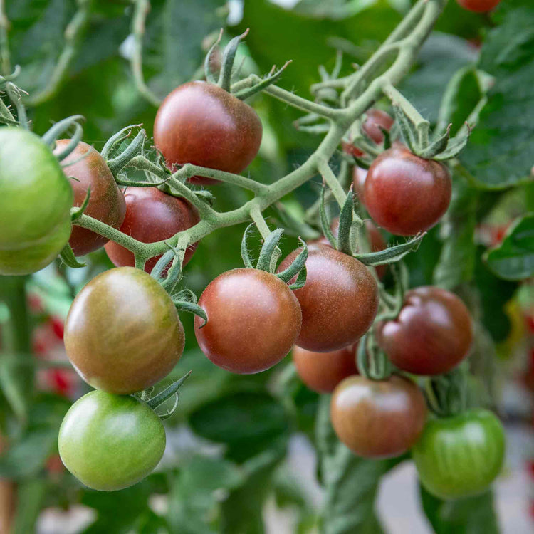 Cordon Tomato Plant 'Chocolate Cherry'