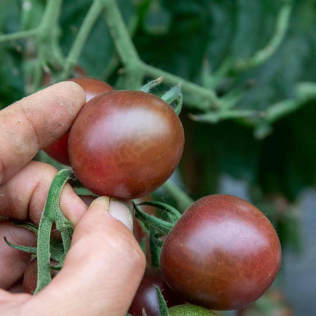 Cordon Tomato Plant 'Chocolate Cherry'