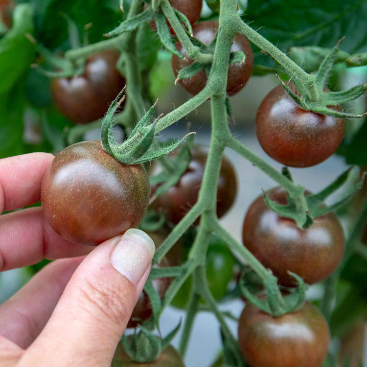 Cordon Tomato Plant 'Chocolate Cherry'