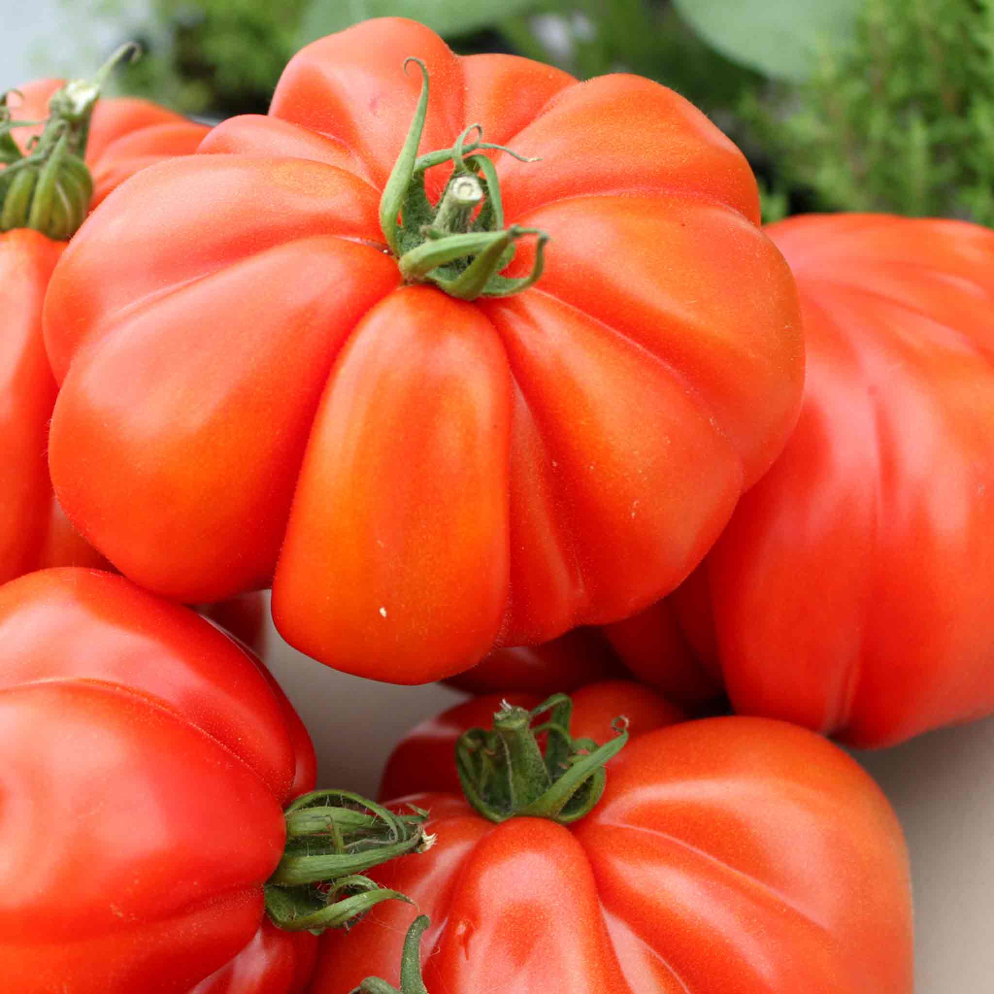 Tomato Seeds Corazon F1