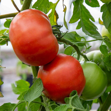 Cordon Tomato Plant 'Country Taste'