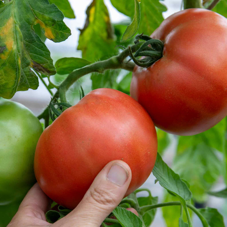 Cordon Tomato Plant 'Country Taste'