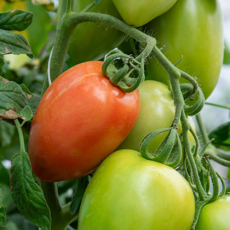 Cordon Tomato Plant 'Cuor Bi Bue'