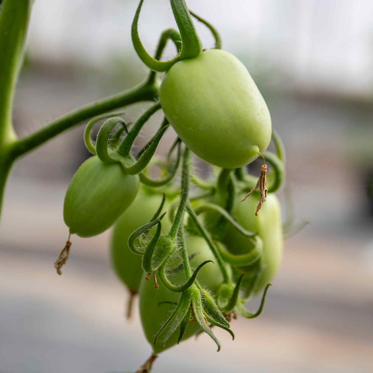 Cordon Tomato Plant 'Cuor Bi Bue'