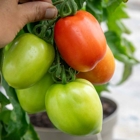 Cordon Tomato Plant 'Cuor Bi Bue'