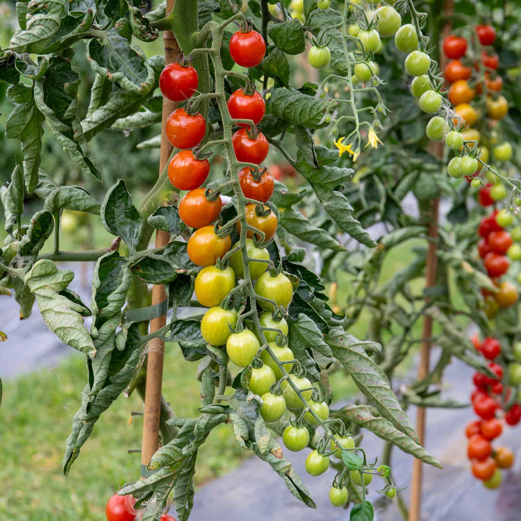 Tomato Seeds 'Crimson Crush'