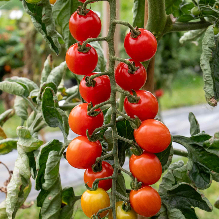 Tomato Seeds 'Crimson Crush'