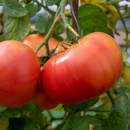 Cordon Tomato Plant 'Gigantomo'