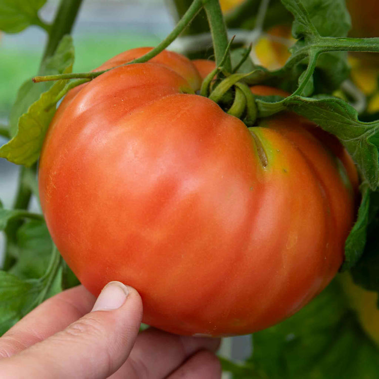 Cordon Tomato Plant 'Gigantomo'