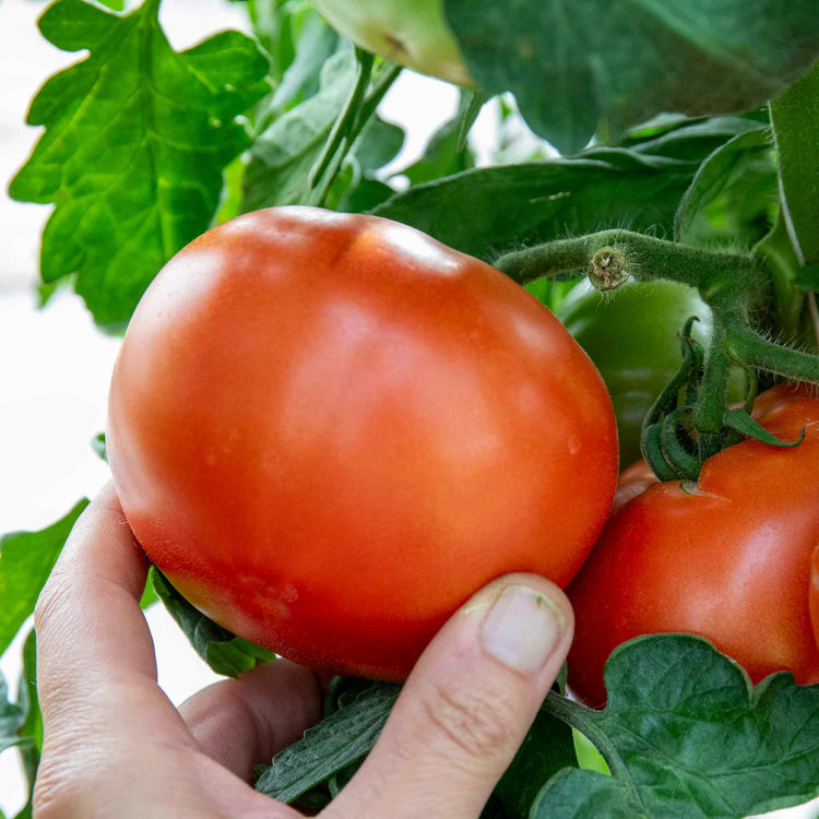 Cordon Tomato Plant 'Costoluto Fiorentina'