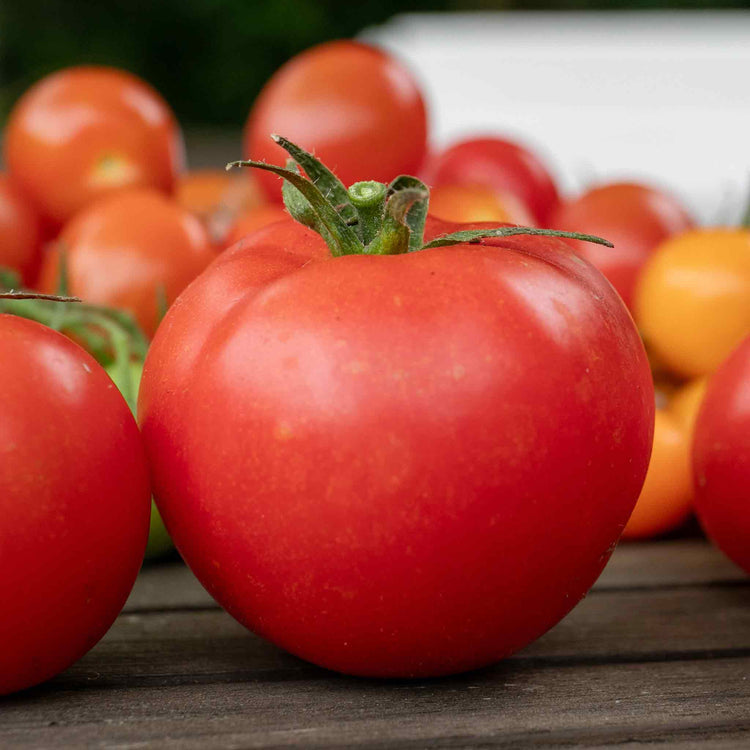 Cordon Tomato Plant 'Honeymoon'