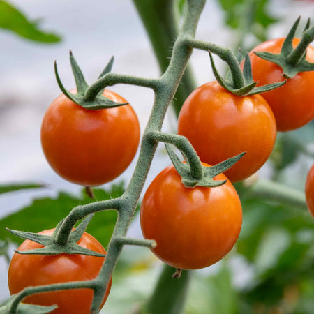 Cordon Tomato Plant 'Honeycomb'