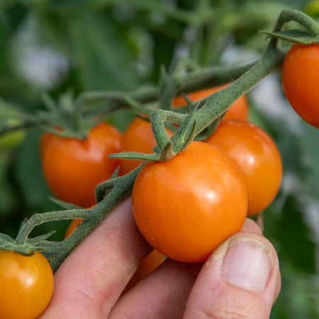 Cordon Tomato Plant 'Honeycomb'