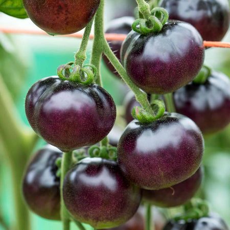 Bush Tomato Plant 'Indigo Cherry Drops'