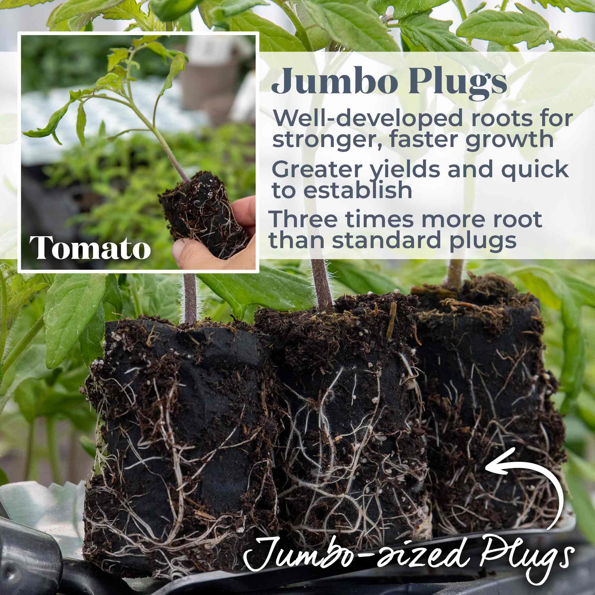 サラマンダー Bush Tomato Plant 'Super Marmande' | Marshalls Garden