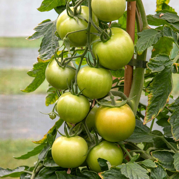 Cordon Tomato Plant 'Maisey'